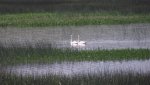 RoveringThe Sandhills WithAmyJune2014 626.jpg