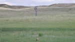 RoveringThe Sandhills WithAmyJune2014 665.jpg