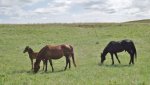 RoveringThe Sandhills WithAmyJune2014 532.jpg