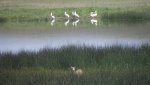 RoveringThe Sandhills WithAmyJune2014 720.jpg