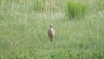 RoveringThe Sandhills WithAmyJune2014 664 (1800x1012).jpg