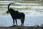CHOBE RESERVE 5.jpg
