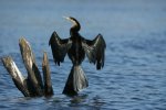 CHOBE RESERVE 11.jpg