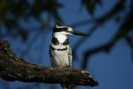 CHOBE RESERVE 13.jpg