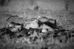 CHOBE RESERVE 21 (2).jpg