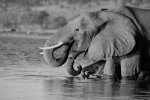 CHOBE RESERVE 27.jpg