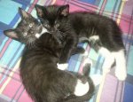 Kittens - 03 - 07-25-14.jpg