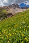 Wildflowers in Eureka Gulch Below Bonita Peak.jpg