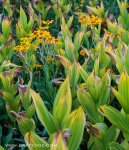 Wildflowers and Corn Lillies.jpg