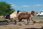 StallionsFightingWYO-S.jpg