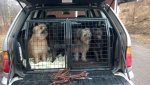 Crate with dogs.jpg