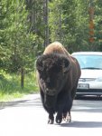 yellowstone 158.jpg