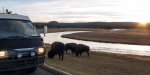 yellowstone buffalos (1 of 1).jpg