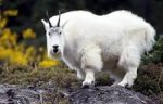 mountain goat.jpg