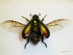 trinidad-green-scarab-wings.jpg
