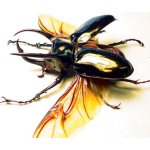 Chalcosoma-atlas-Flying.jpg