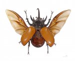 Eupatorus_gracilicornis_Vol.jpg