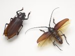 giant-lornhorn-beetle-4x6.jpg