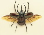 scarab_004.jpg