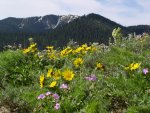 Grey's River flowers.jpg