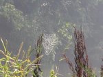 spider1.jpg