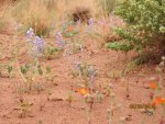 Shafer Trail 2010 176-1.jpg