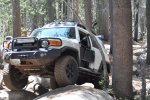 FJ tight trees -2.jpg FJ tight trees -2.jpg
