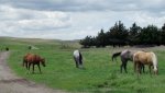 RoveringThe Sandhills WithAmyJune2014 764.jpg