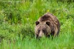 Grizzly Bear 760 in Teton Meadow.jpg