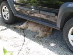 bear under jeep.jpg