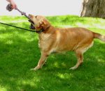 Gracie and tug toy web.jpg