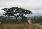 Acacia Tree in Village.jpg Acacia Tree in Village.jpg