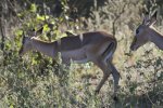 Impala 2.jpg