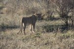 Lioness Closest.jpg Lioness Closest.jpg