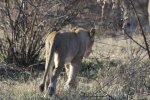 Lioness Walking Away.jpg