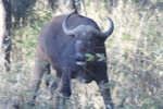 Angry Water Buffalo.jpg