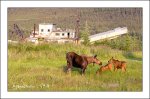 AK-Moose-1.jpg