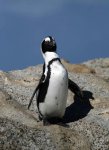 Penguin, Boulders Beach low res.jpg