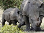 Rhino and calf low res.jpg