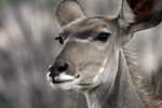 Female kudu low res.jpg