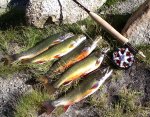 High Sierra Brookies 1.jpg