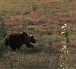 ImageUploadedByTapatalk1440428029.641247.jpg ImageUploadedByTapatalk1440428029.641247.jpg