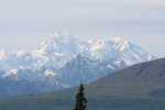 denali with one tree.jpg