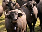 water_buffalo600x450.jpg