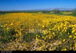 sunflowers-desert-tortoise-natural-area-ca-DDF50N.jpg sunflowers-desert-tortoise-natural-area-ca-DDF50N.jpg