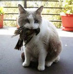 catwithbirdfull.jpg