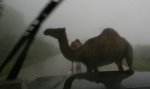 N_camel_rain.jpg N_camel_rain.jpg