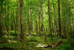 Acadian Forest.jpg