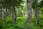 Acadian Forest 2.jpg