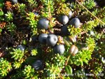 12_crowberries_Lee.jpg